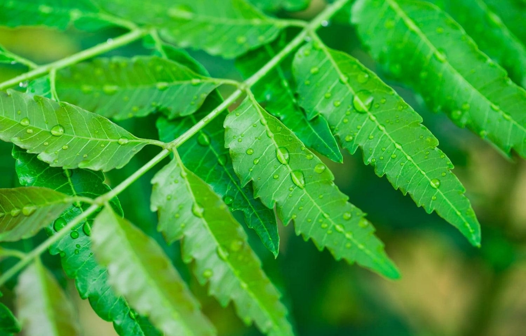 🌿 নিম গাছ: উপকারিতা, ব্যবহার ও পরিচর্যার সম্পূর্ণ তথ্য