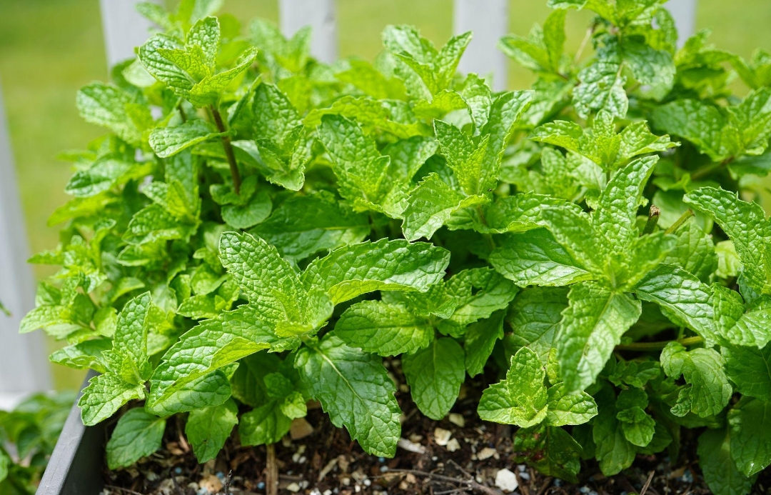 🌿 পুদিনা গাছ: উপকারিতা, ব্যবহার ও পরিচর্যা