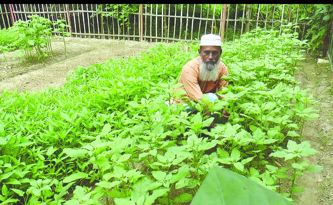 🌱 বাগান করা: প্রকৃতির সঙ্গে সুন্দর জীবন গড়ার সহজ উপায়
