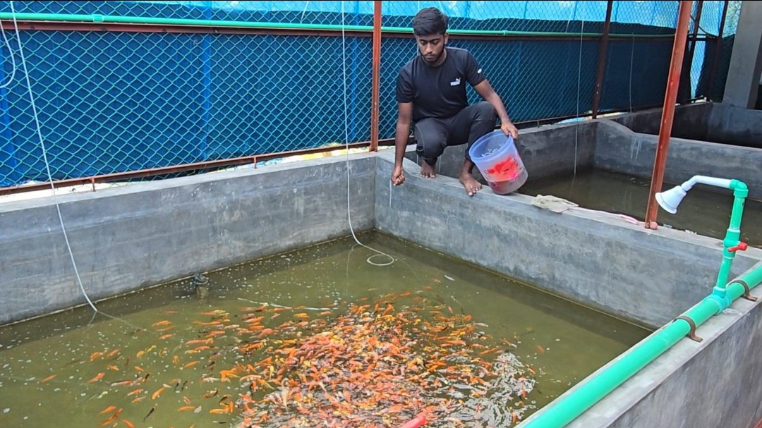 🐟 ঘরের আঙিনায় মাছ চাষ: অল্প জায়গায় বাড়তি আয় ও পুষ্টির সহজ উপায়